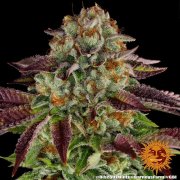 Biscotti Mintz Strain – Barneys Farm – Feminized