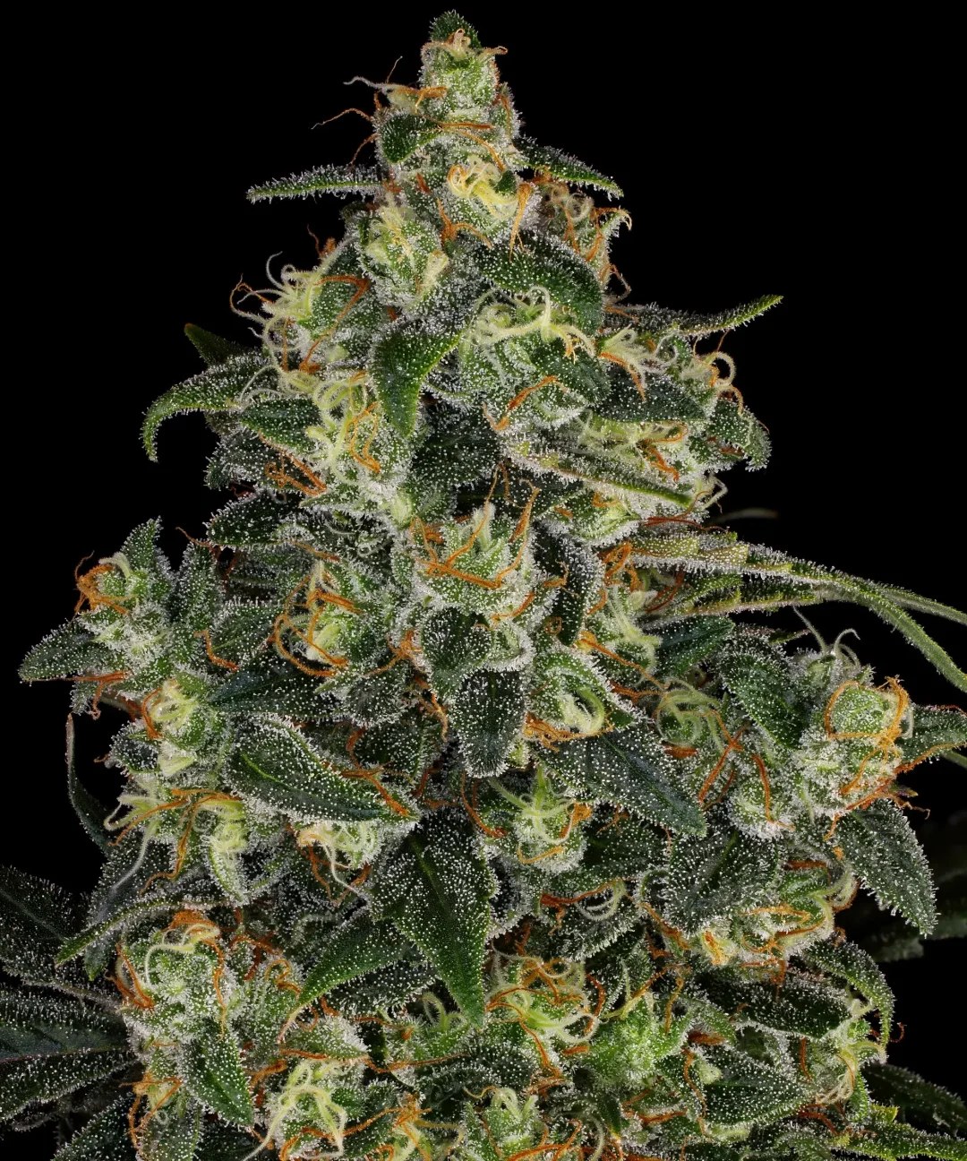 Blue Gelato 41 Strain – product view 1