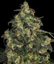 Blue Gelato 41 Strain – product view 1