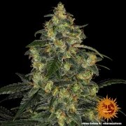 Blue Gelato 41 Strain – product view 2