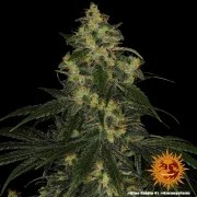 Blue Gelato 41 Strain – product view 3