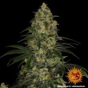 Blue Gelato 41 Strain – product view 4