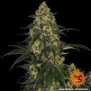 Blue Gelato 41 Strain – product view 5