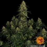 Blue Gelato 41 Strain – product view 6