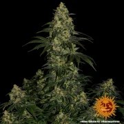 Blue Gelato 41 Strain – product view 7