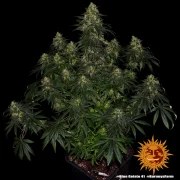Blue Gelato 41 Strain – product view 8