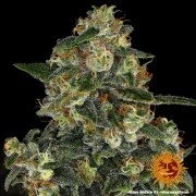 Blue Gelato 41 Strain – product view 9
