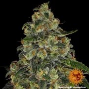 Blue Gelato 41 Strain – product view 10