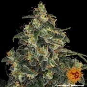 Blue Gelato 41 Strain – product view 11