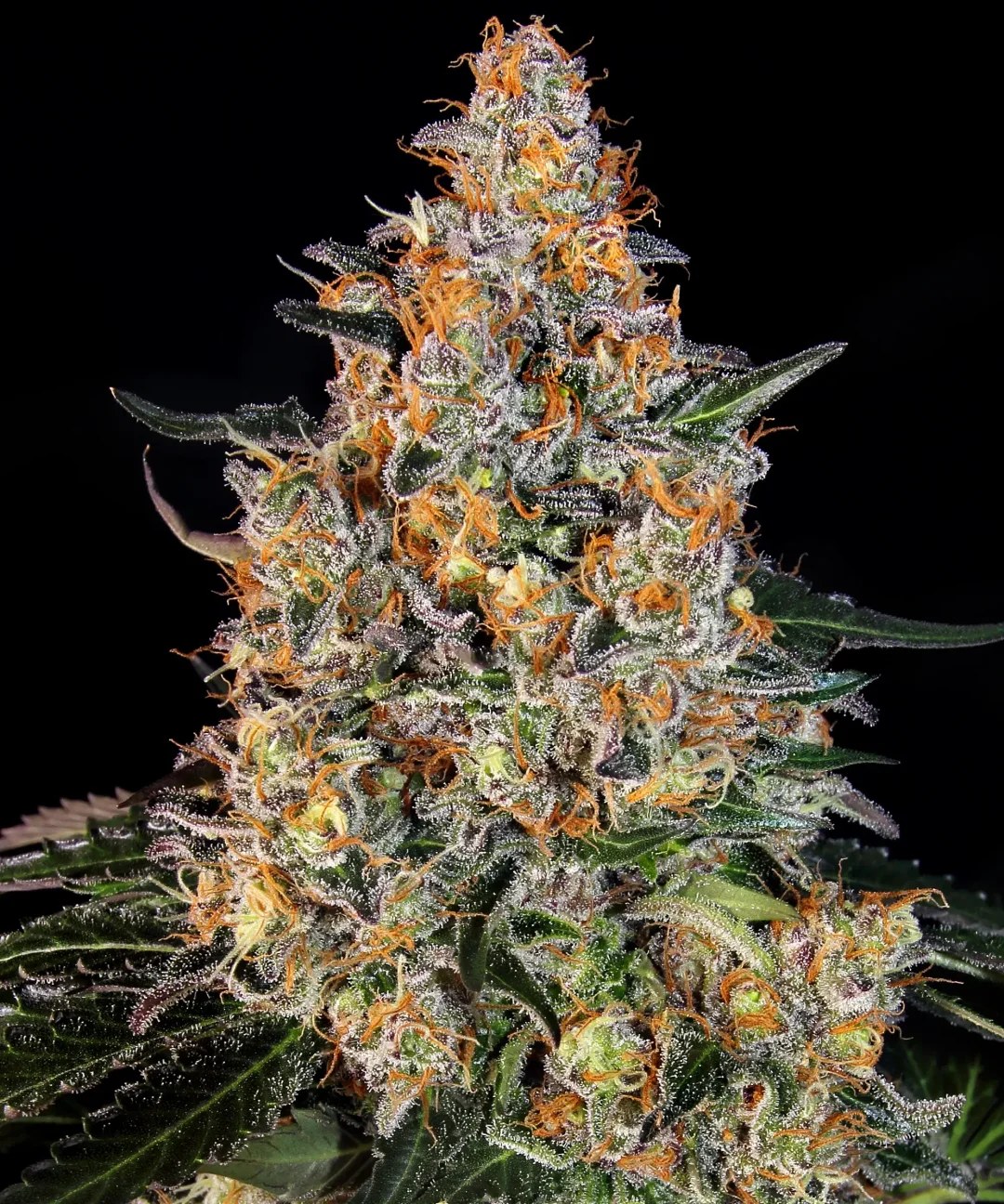 Bubba Kush Strain – product view 1