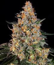 Bubba Kush Strain – product view 1