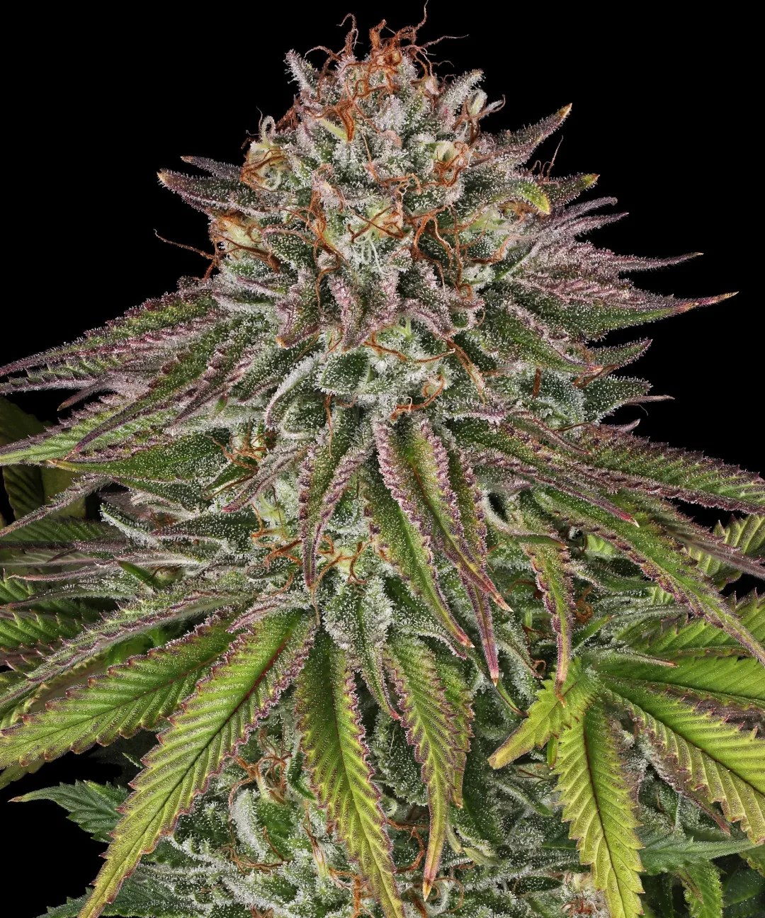 Critical Kush Strain – product view 1