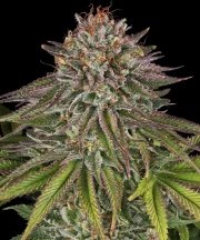 Critical Kush Strain – product view 1