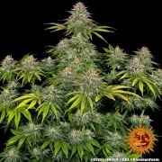 Critical Kush Strain – product view 2