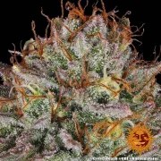 Critical Kush Strain – product view 3