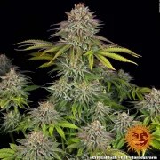 Critical Kush Strain – product view 4