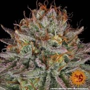 Critical Kush Strain – product view 5