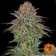 Critical Kush Strain – product view 6