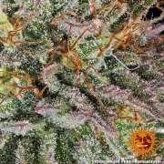 Critical Kush Strain – product view 7