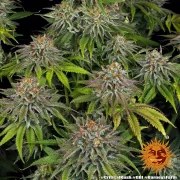 Critical Kush Strain – product view 8