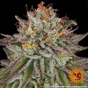 Critical Kush Strain – product view 9