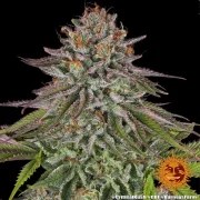 Critical Kush Strain – product view 10