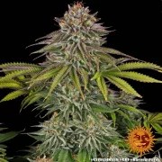Critical Kush Strain – product view 11