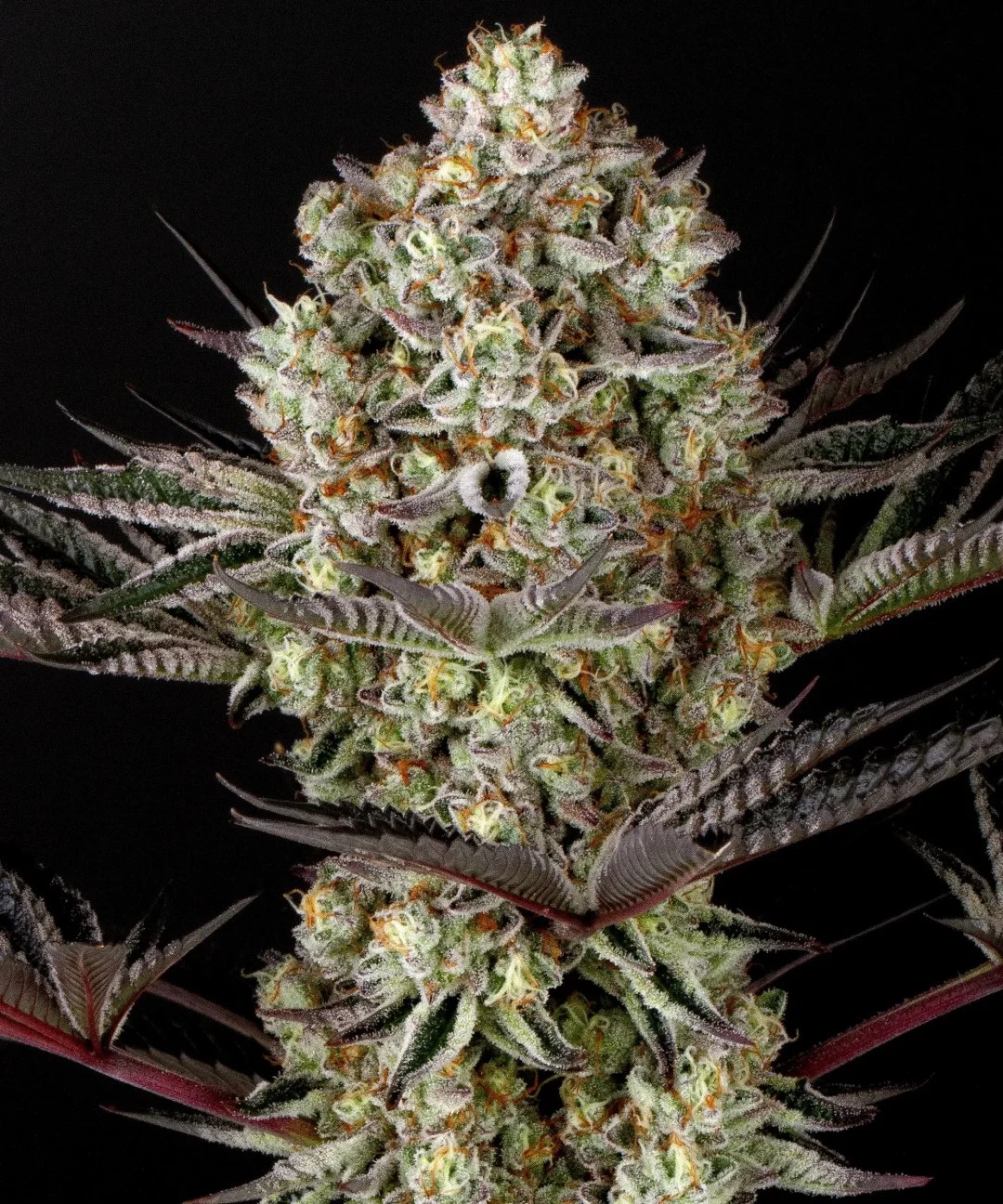 Dos Si Dos 33 Strain – product view 1