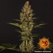 Dos Si Dos 33 Strain – product view 2