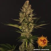 Dos Si Dos 33 Strain – product view 3