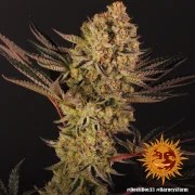 Dos Si Dos 33 Strain – product view 4