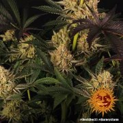 Dos Si Dos 33 Strain – product view 5