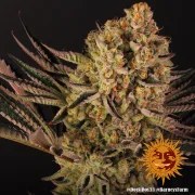 Dos Si Dos 33 Strain – product view 6