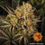 Dos Si Dos 33 Strain – product view 7