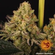 Dos Si Dos 33 Strain – product view 8