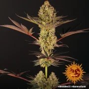 Dos Si Dos 33 Strain – product view 9