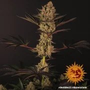 Dos Si Dos 33 Strain – product view 10