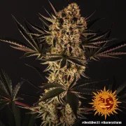 Dos Si Dos 33 Strain – product view 11
