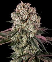 Glookies Strain – product view 1