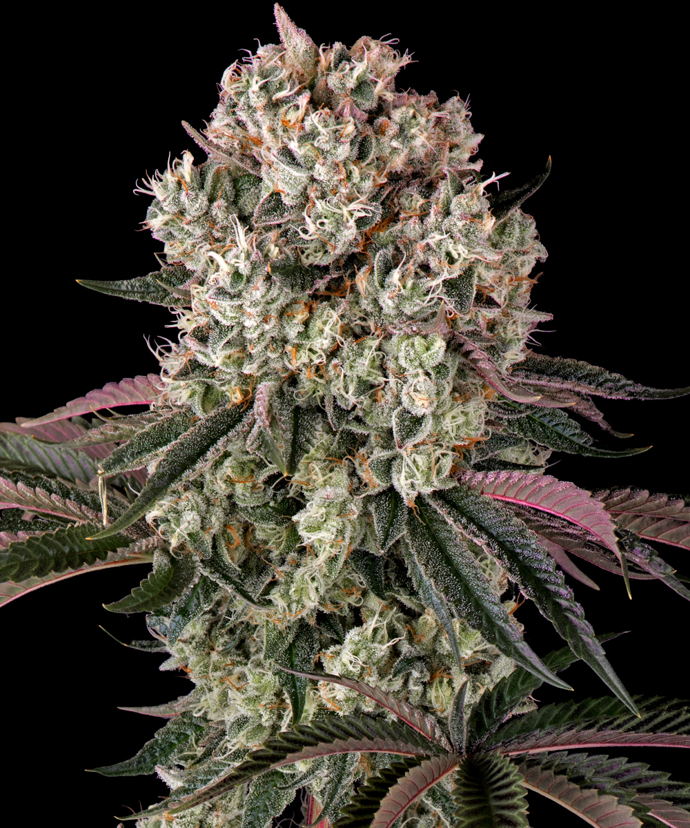 Glookies Strain – product view 1