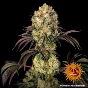 Glookies Strain – product view 2