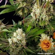 Glookies Strain – product view 3