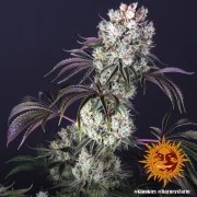 Glookies Strain – product view 4