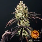 Glookies Strain – product view 5
