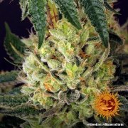 Glookies Strain – product view 6