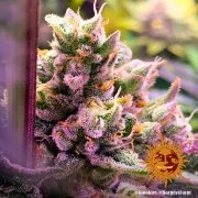 Glookies Strain – product view 7