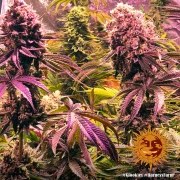 Glookies Strain – product view 8