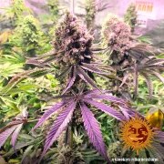 Glookies Strain – product view 9