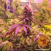 Glookies Strain – product view 10
