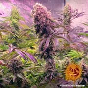 Glookies Strain – product view 11